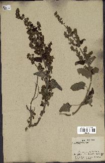 spécimen de Teucrium bracteatum