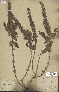 spécimen de Teucrium bracteatum