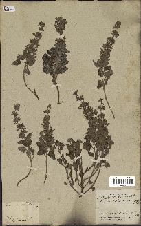 spécimen de Teucrium bracteatum