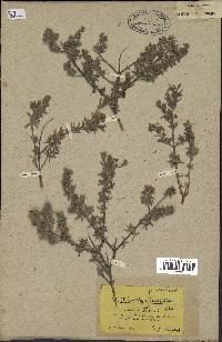 spécimen de Teucrium brevifolium