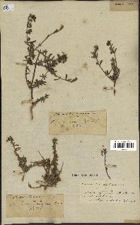 spécimen de Teucrium brevifolium