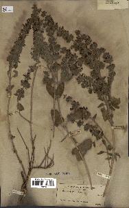 spécimen de Teucrium bracteatum