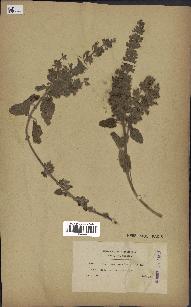 spécimen de Teucrium bracteatum