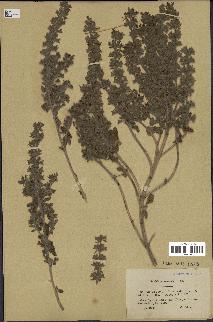 spécimen de Teucrium bracteatum