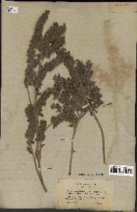 spécimen de Teucrium bracteatum