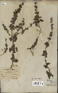 spécimen de Teucrium bracteatum