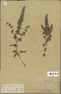 spécimen de Teucrium bracteatum