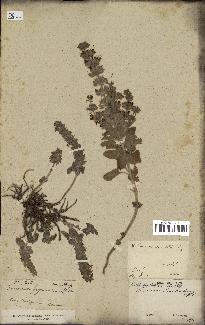 spécimen de Teucrium bracteatum