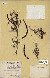 spécimen de Acacia seyal