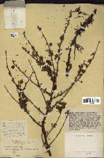 spécimen de Acacia seyal