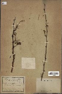 spécimen de Acacia seyal