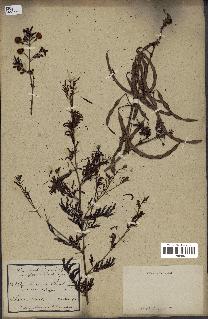spécimen de Acacia seyal