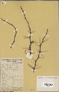 spécimen de Acacia nilotica