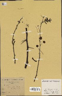 spécimen de Acacia arabica
