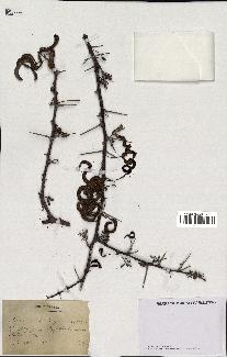 spécimen de Acacia tortilis