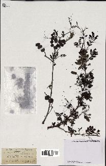 spécimen de Acacia nilotica