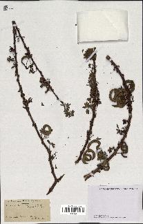 spécimen de Acacia tortilis