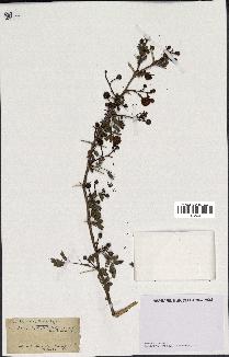 spécimen de Acacia seyal