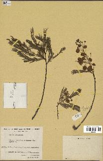 spécimen de Acacia brevispica