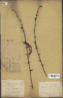 spécimen de Acacia seyal
