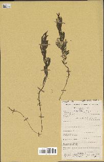 spécimen de Acacia seyal