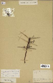 spécimen de Acacia tortilis