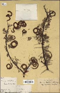 spécimen de Acacia tortilis