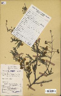 spécimen de Acacia nilotica