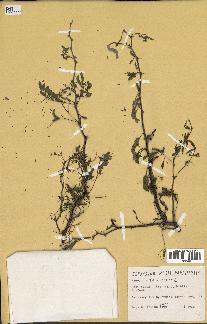 spécimen de Acacia nilotica