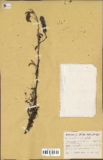 spécimen de Acacia nilotica
