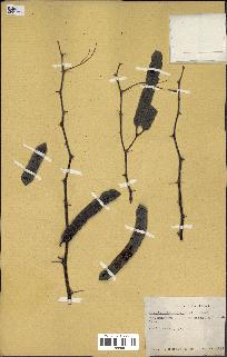spécimen de Acacia nilotica