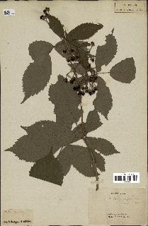 spécimen de Rubus sylvaticus