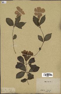 spécimen de Clytostoma callistegioides