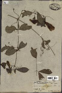 spécimen de Clytostoma callistegioides