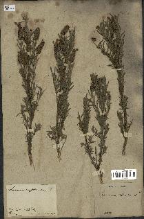 spécimen de Lavandula stoechas