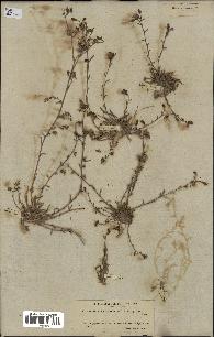 spécimen de Campanula filicaulis