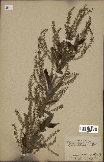 spécimen de Aloysia virgata
