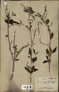 spécimen de Aloysia virgata