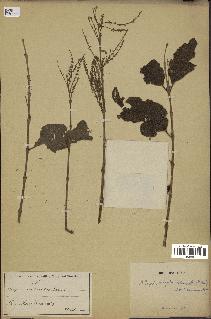 spécimen de Aloysia virgata