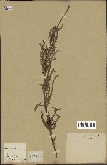 spécimen de Aloysia virgata
