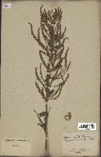 spécimen de Aloysia virgata