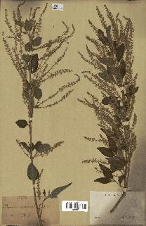 spécimen de Aloysia virgata