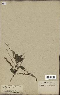 spécimen de Aloysia virgata