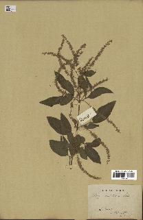 spécimen de Aloysia virgata