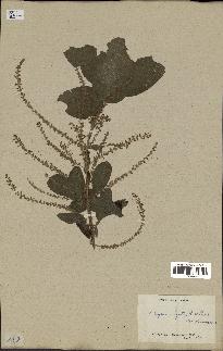 spécimen de Aloysia virgata