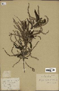 spécimen de Aloysia virgata