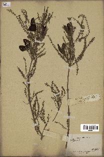 spécimen de Aloysia virgata