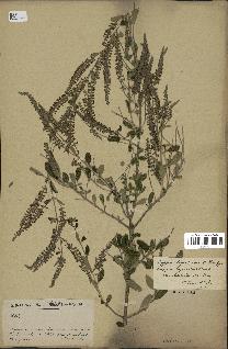 spécimen de Aloysia lycioides