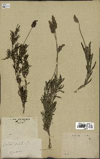 spécimen de Lavandula dentata