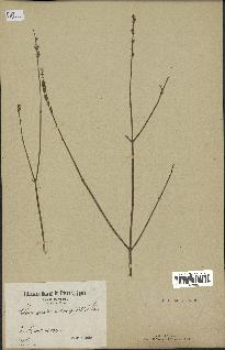 spécimen de Lavandula coronopifolia